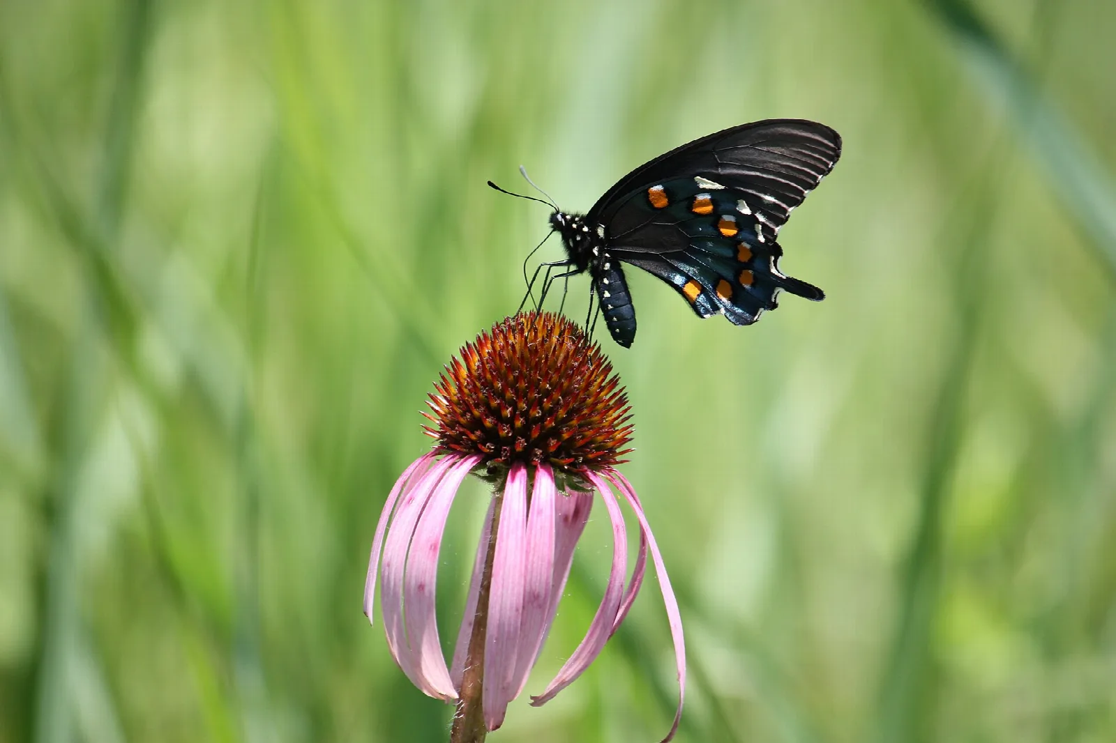 Dark butterfly on a pink coneflower in tall grass