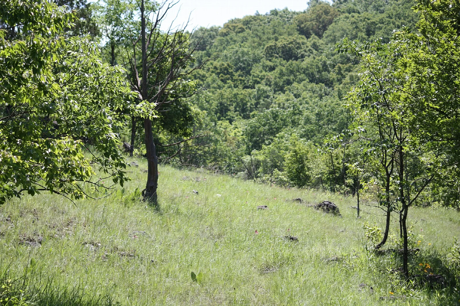 Open grassy glade on a hillside with scattered oaks and wooded hills behind