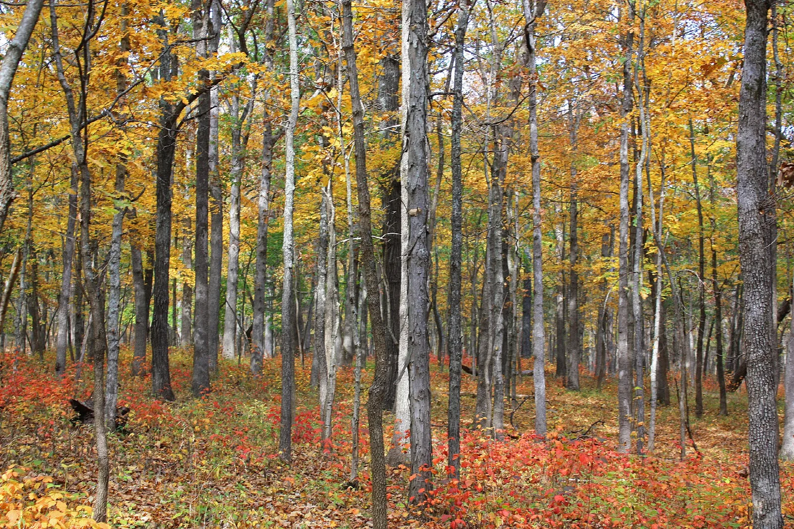 Tall bare-trunked trees in autumn with golden leaves and a red leaf-covered floor