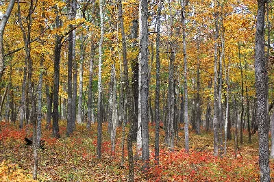 St. Francois State Park