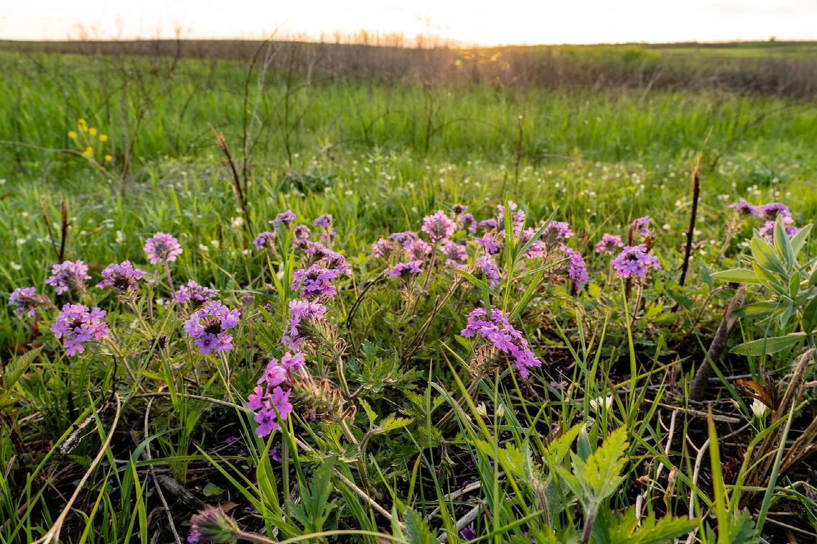 Purple wildflowers in tallgrass prairie under a pale sky