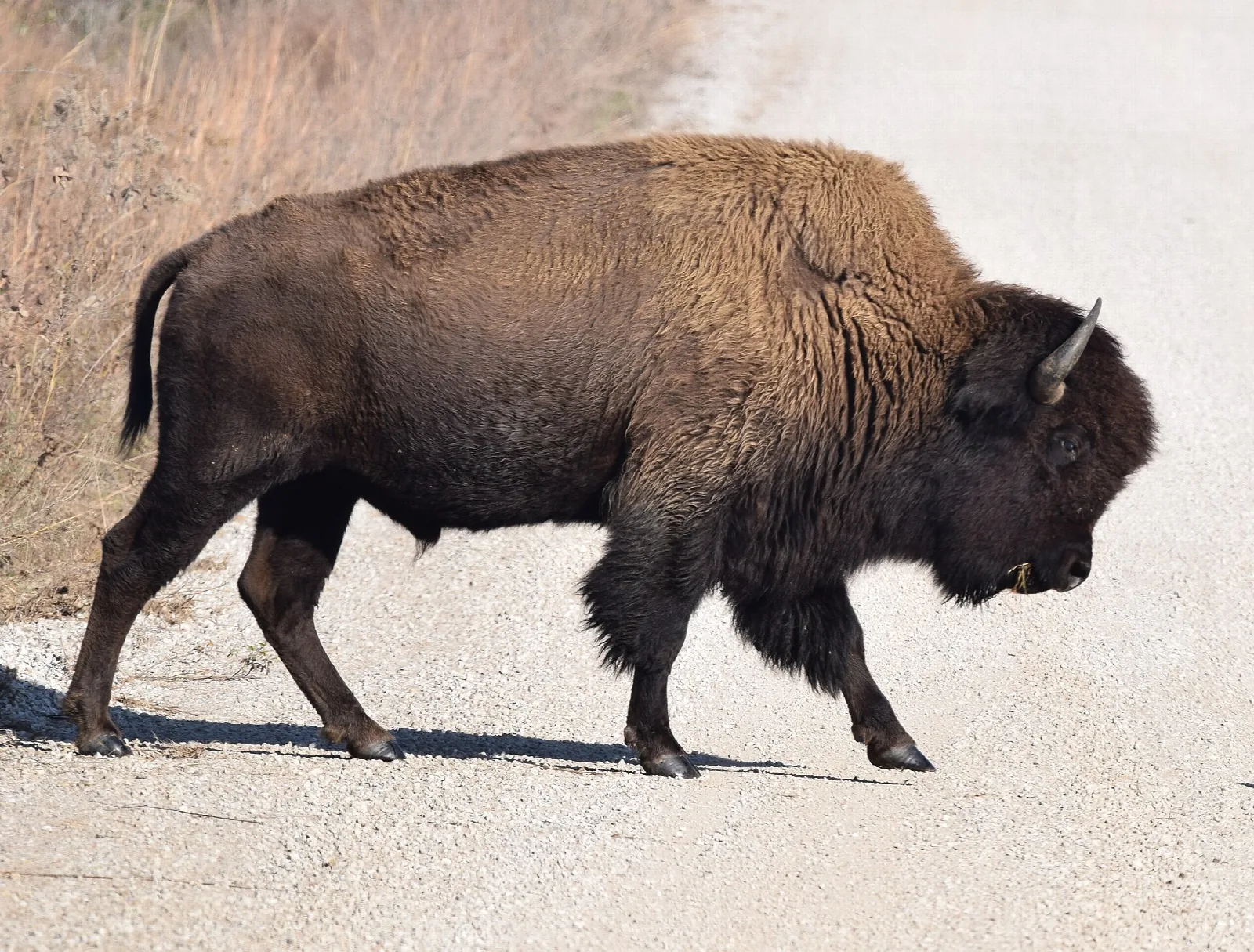 Bison walking across a pale gravel road beside dry grass