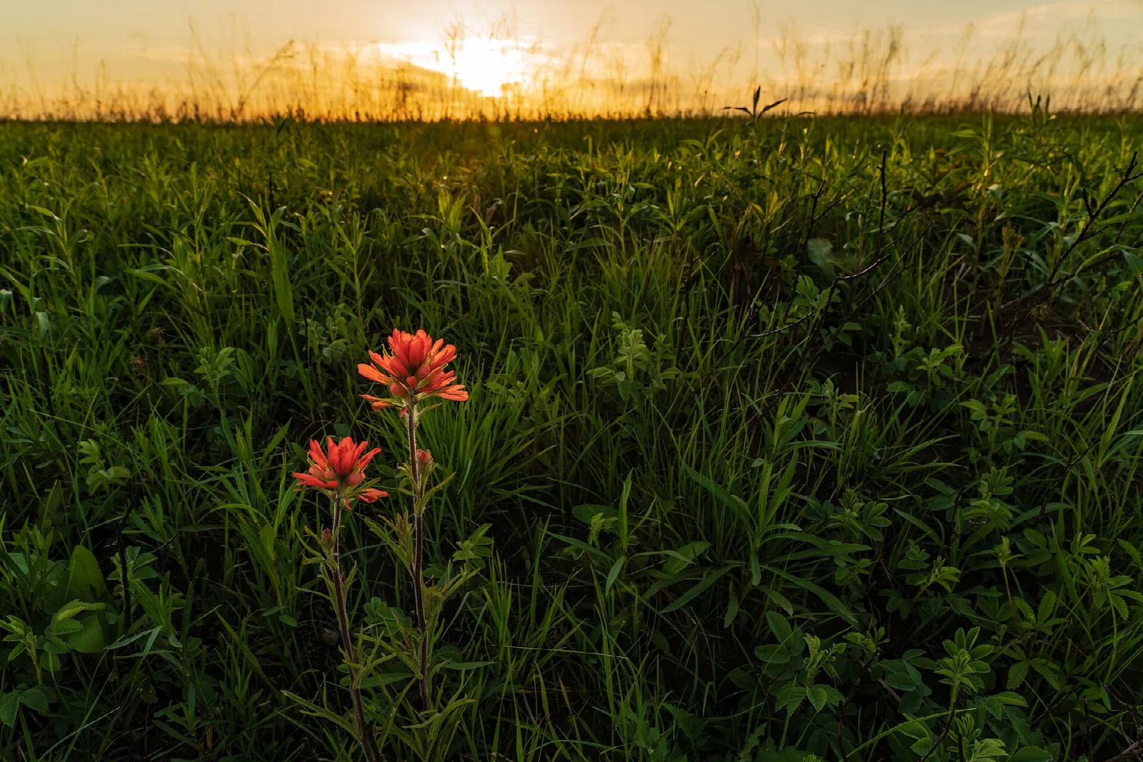 Red Indian paintbrush blooming in prairie grass at sunrise