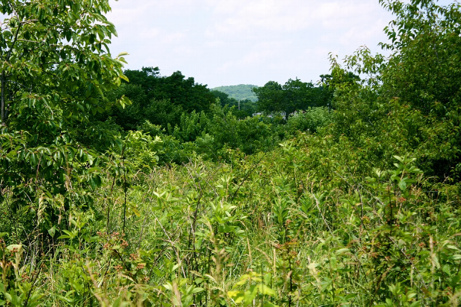 Green brush and trees in front of a distant wooded hill