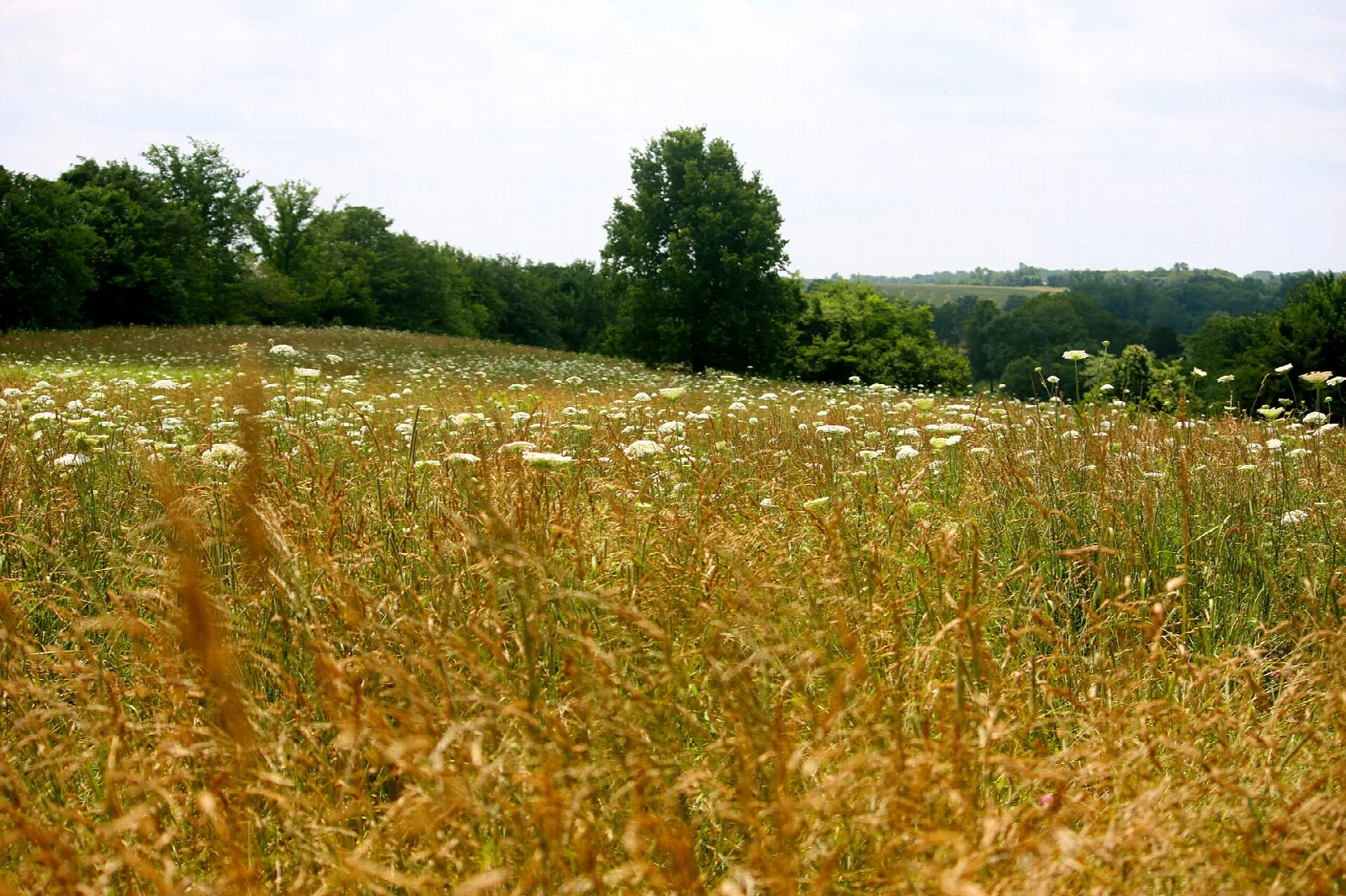 Field of golden grass and white flowers with trees on the far side