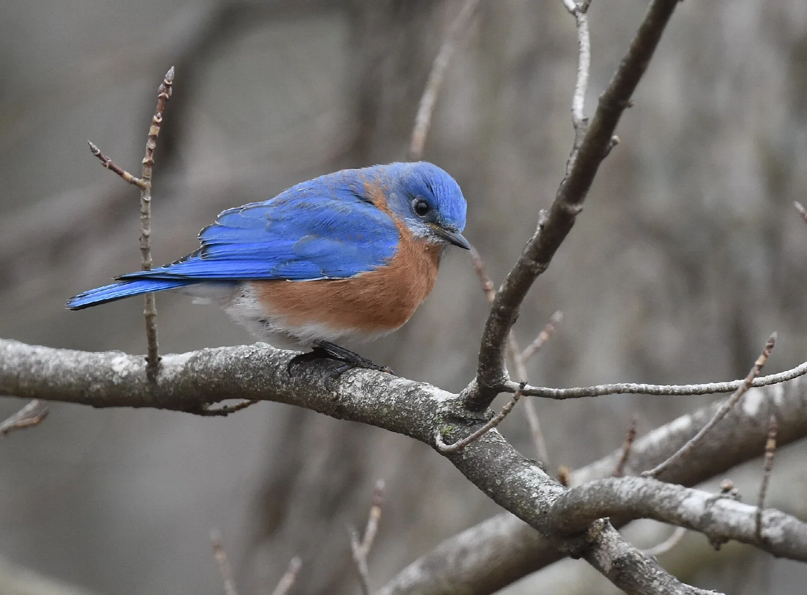 Male eastern bluebird perched on a bare branch