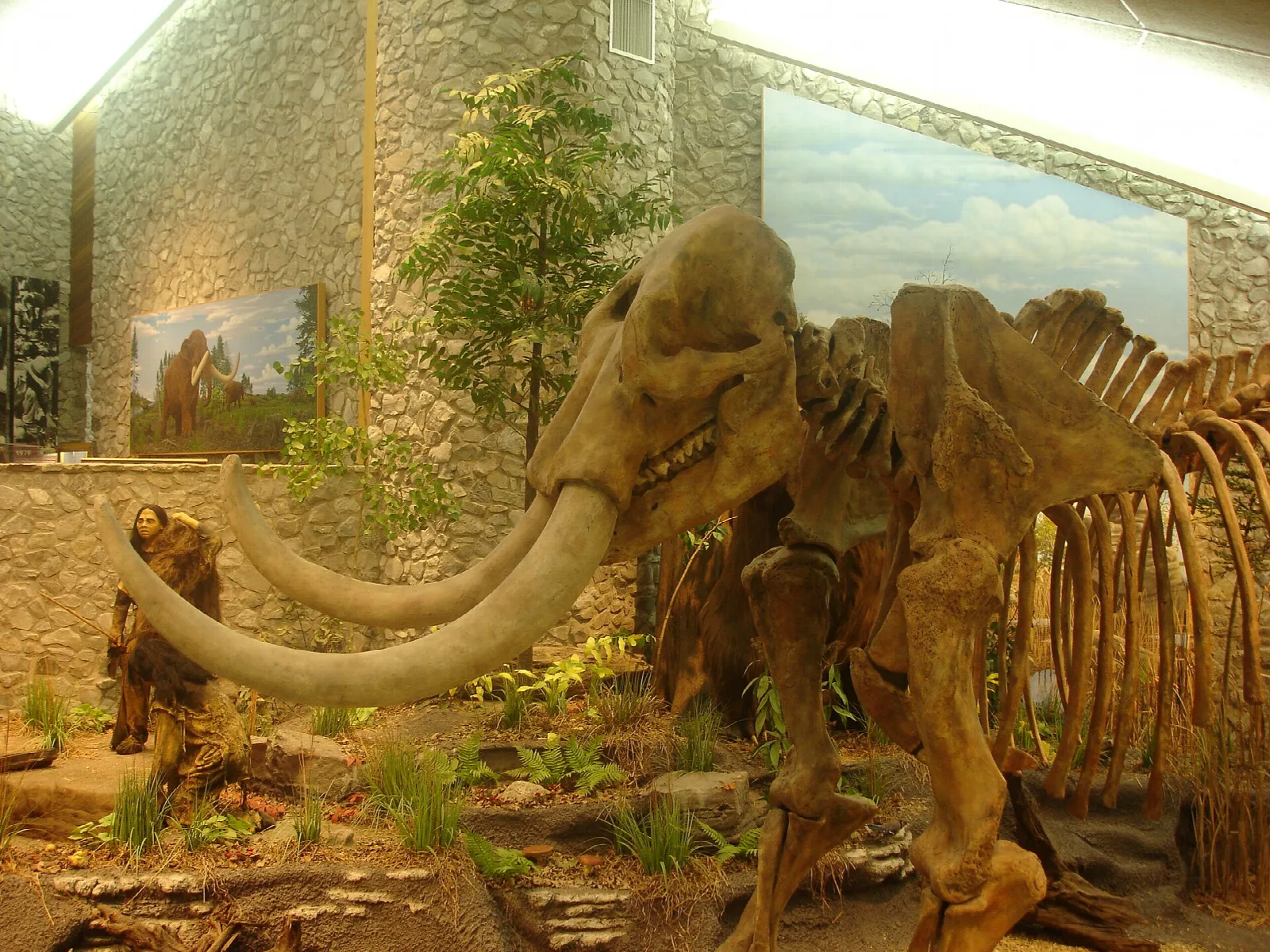 Mounted mastodon skeleton with long curved tusks in a museum display
