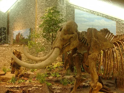 Mastodon State Historic Site