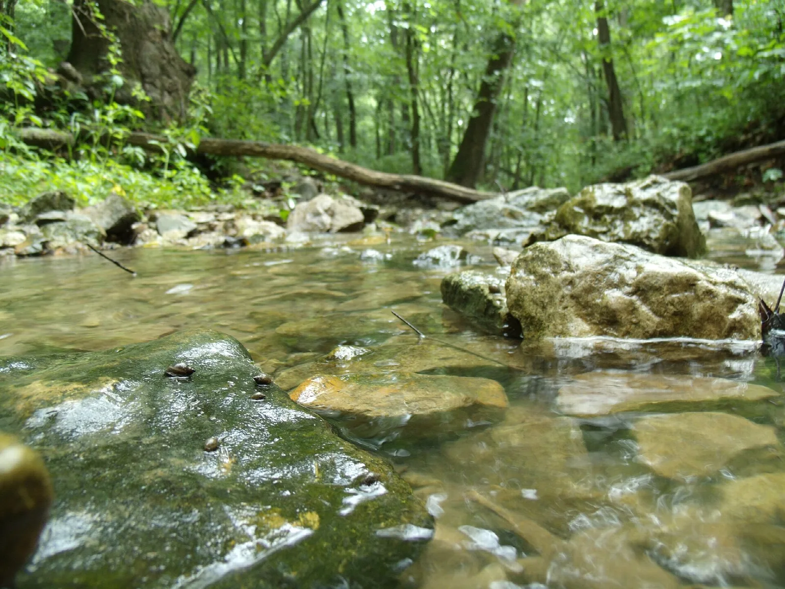 Clear creek running over mossy rocks in a green forest