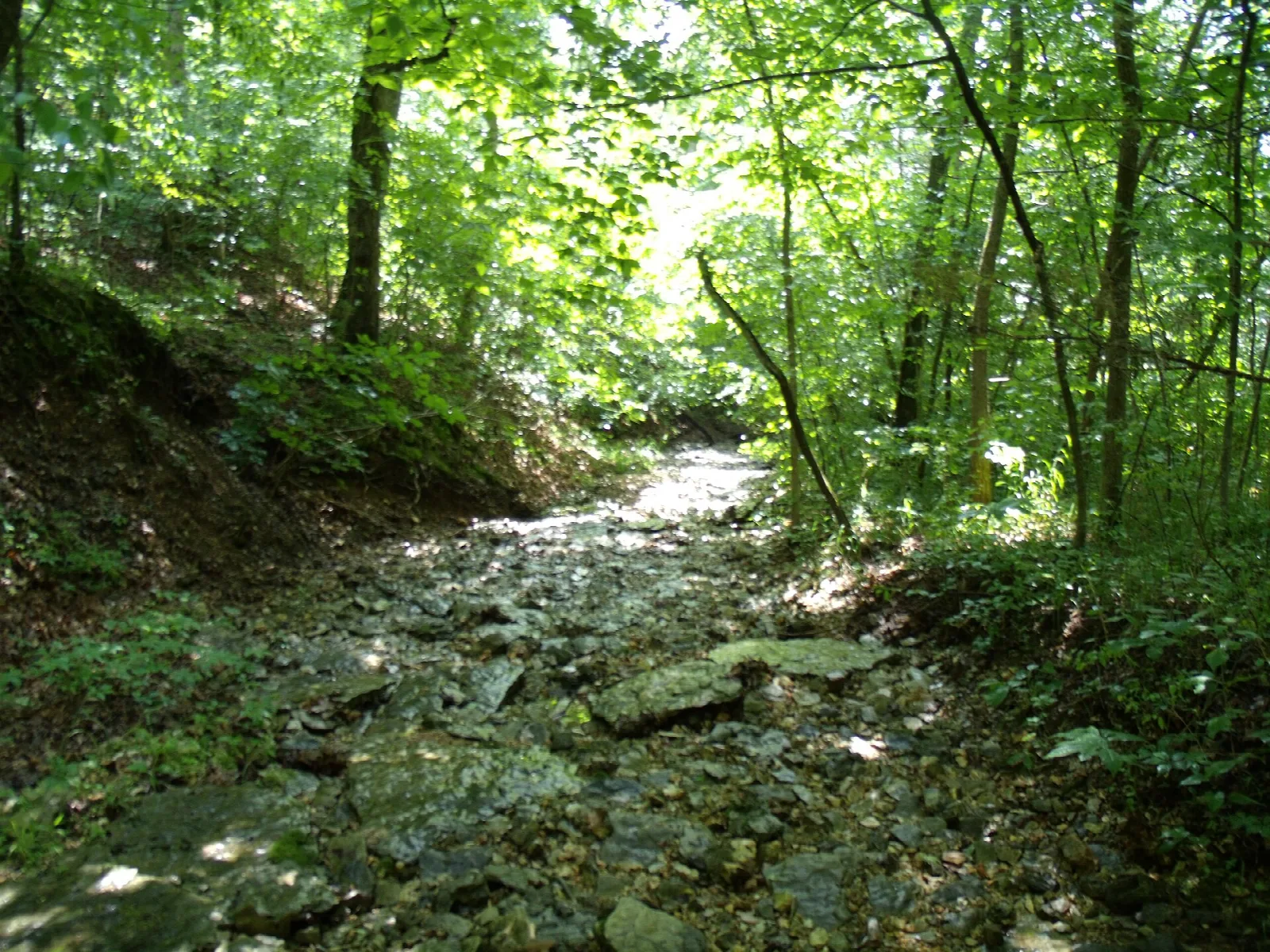 Rocky trail running up a shaded wooded slope