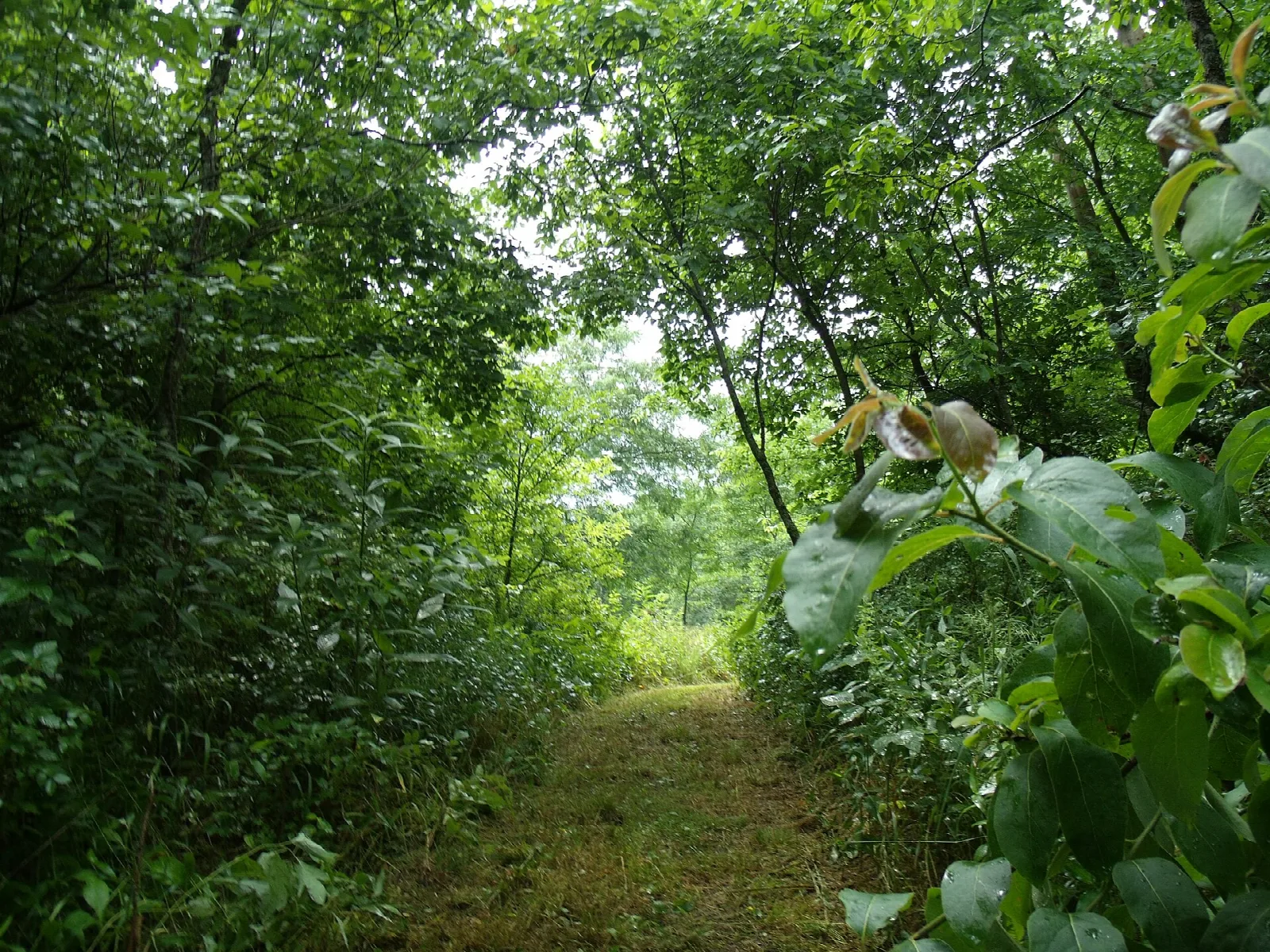 Narrow grassy trail through dense green woods