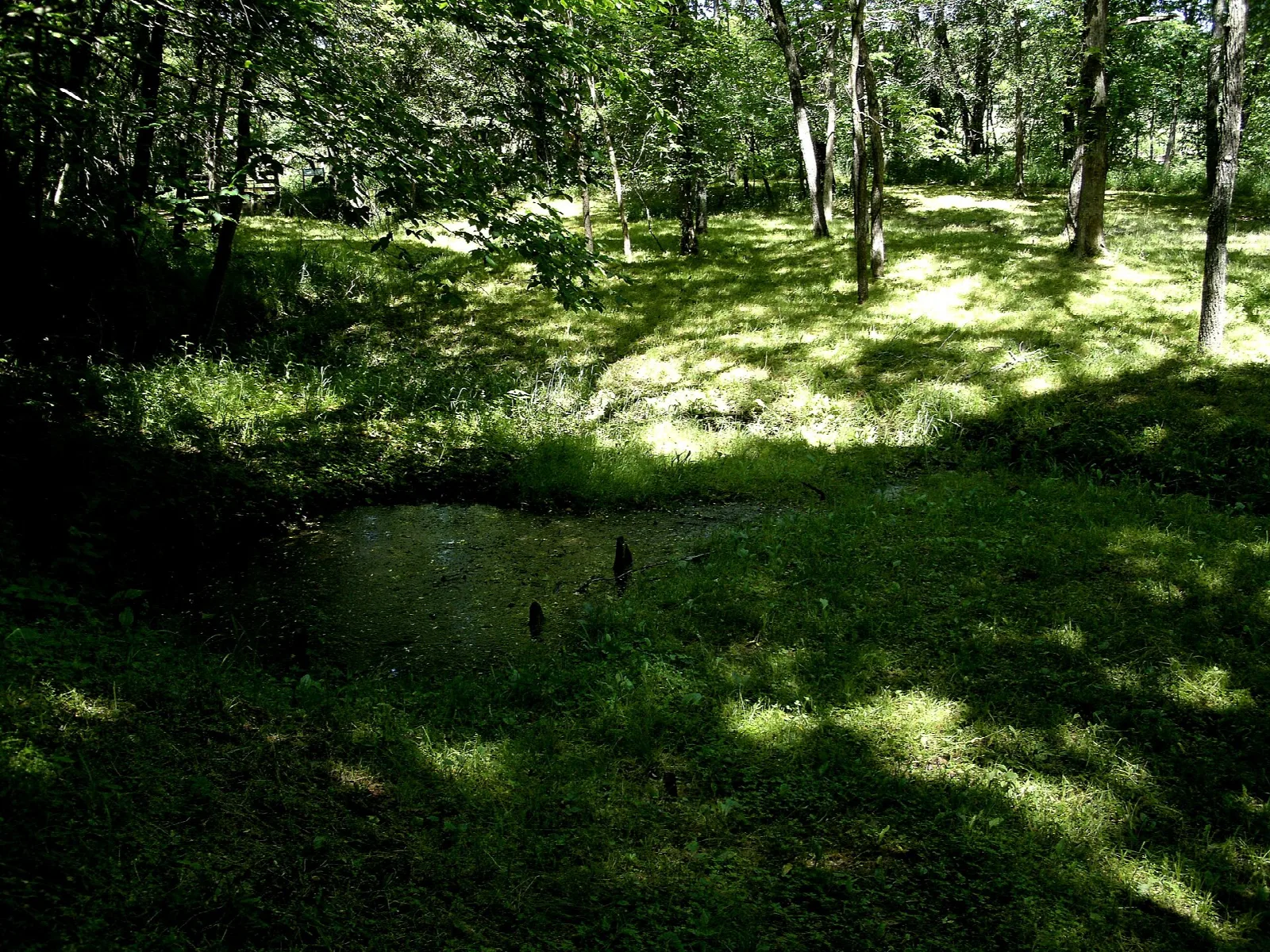 Sunlit grassy hollow in the woods with a small pool at the center
