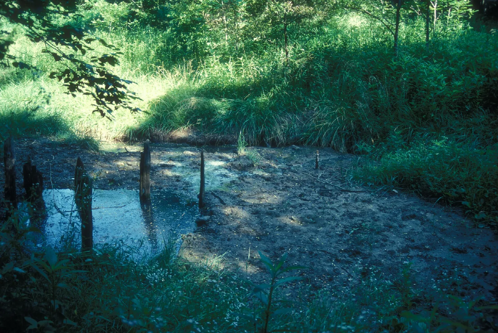 Marshy pool with old posts standing in dark water, ringed by tall grass