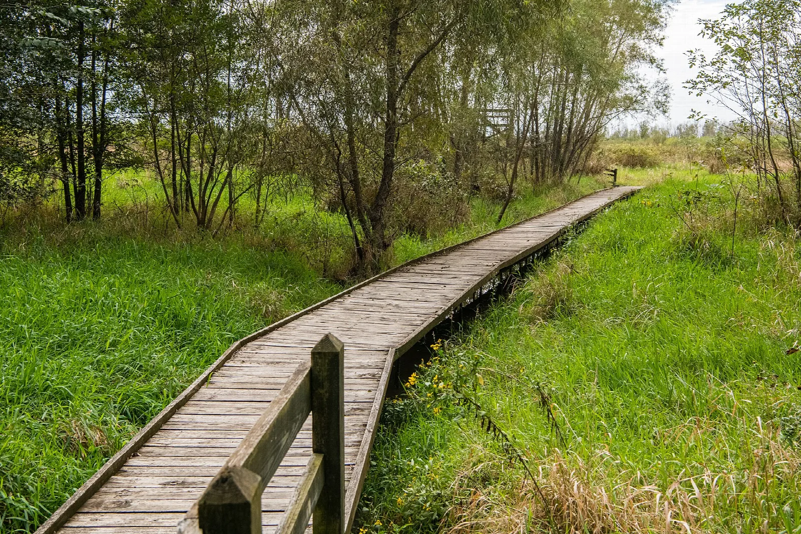 Wooden boardwalk running through tall grass and trees