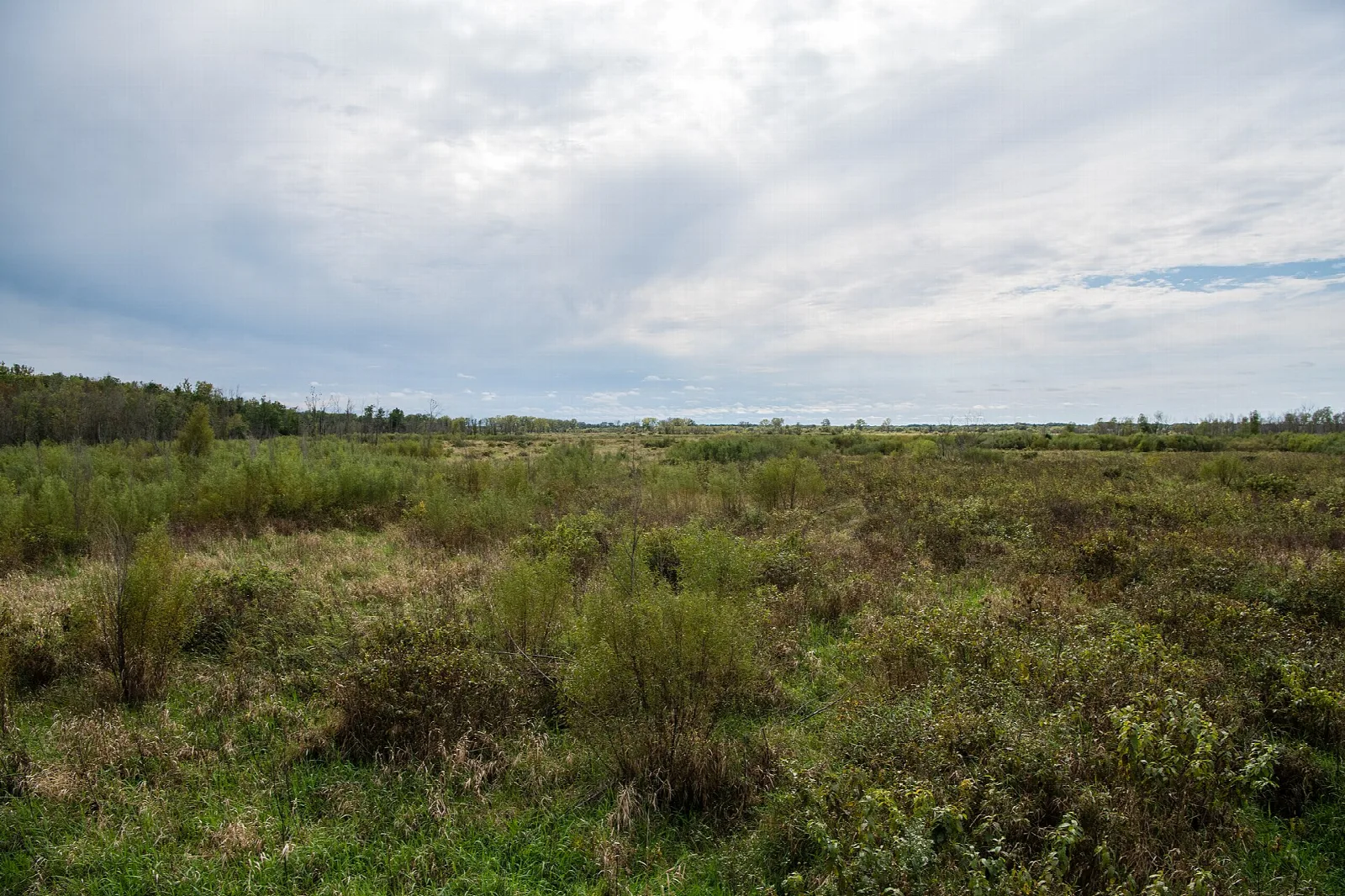 Wide open wet prairie under a cloudy sky with a tree line behind