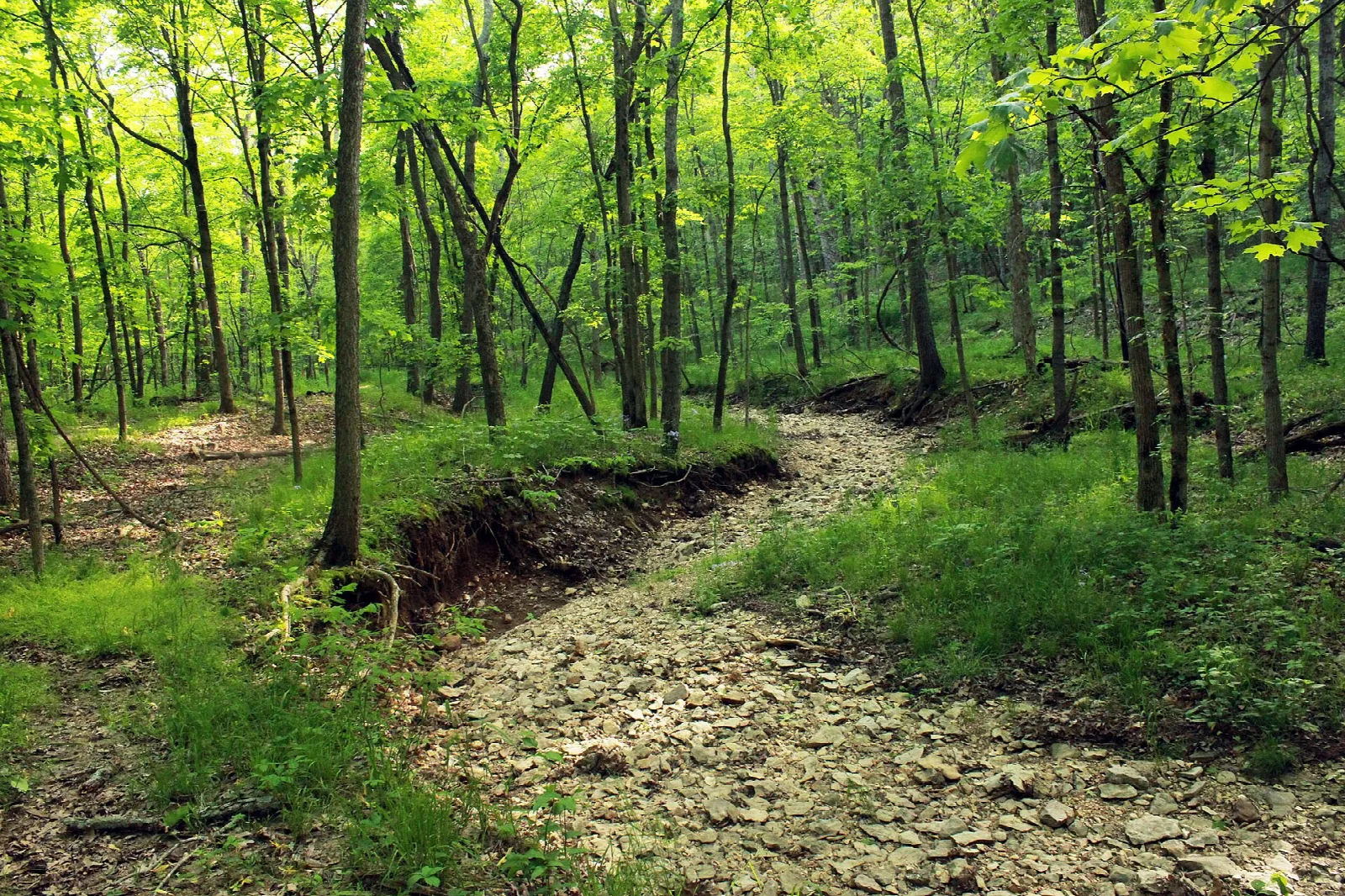 Gravel streambed winding through green woods