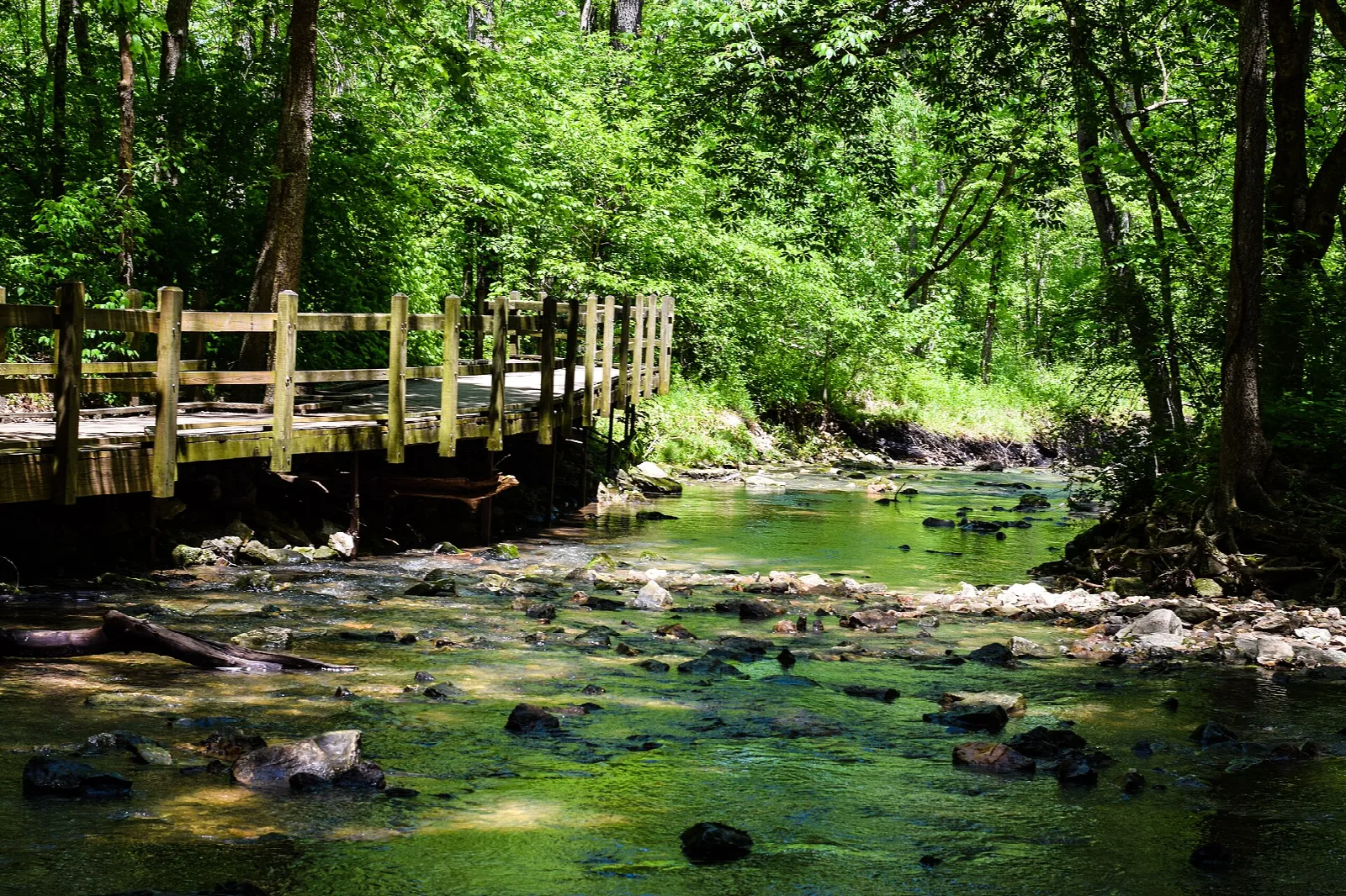 Wooden boardwalk beside a clear stream in green woods