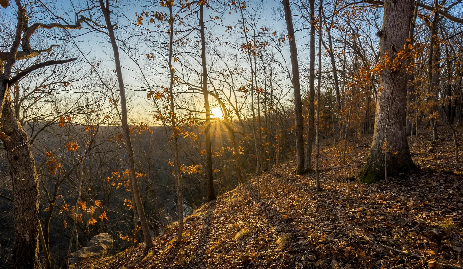 Sun low over a leafy ridge with fallen leaves on the path