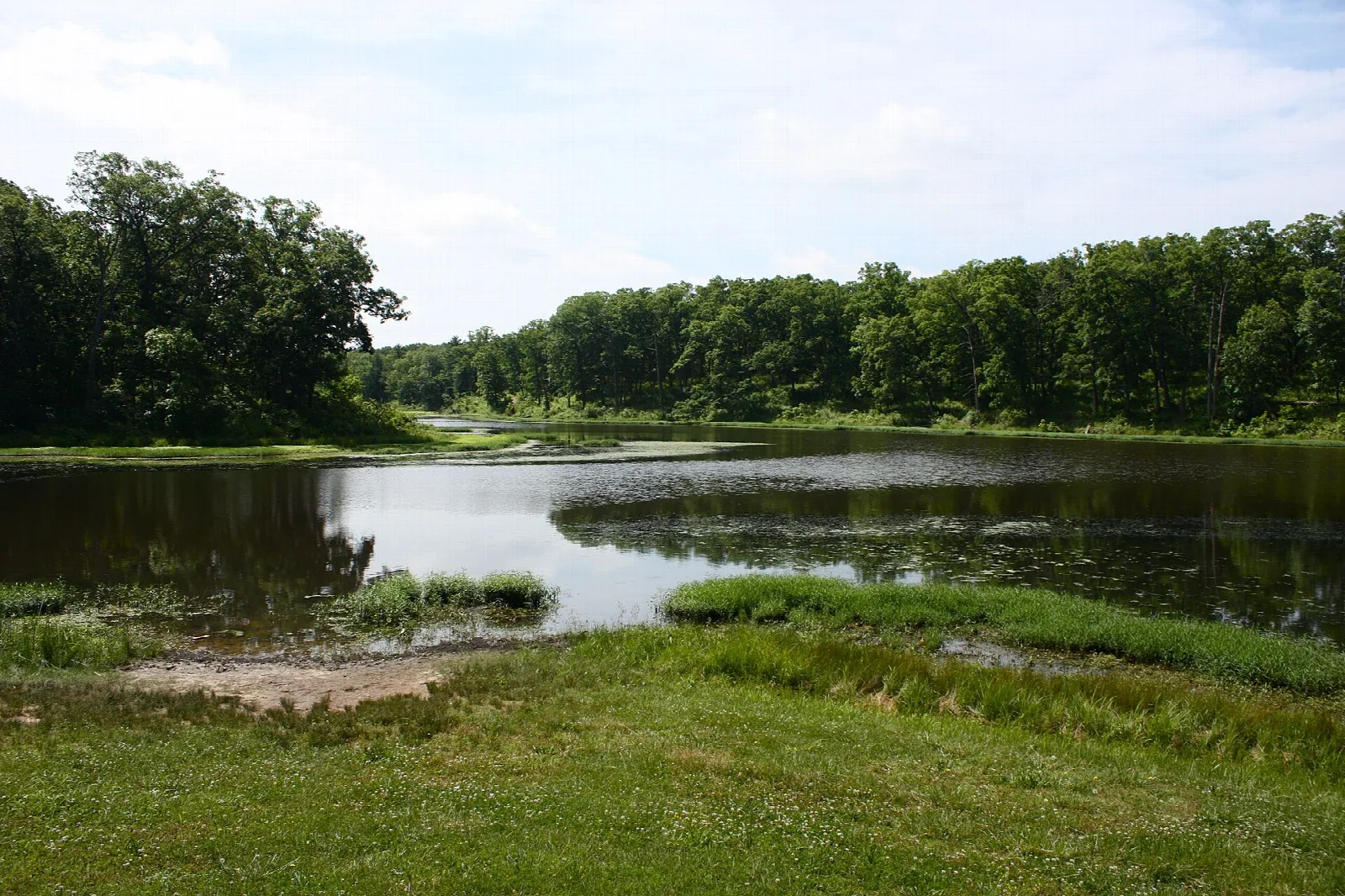 Calm lake with green grass in front and trees along the far shore