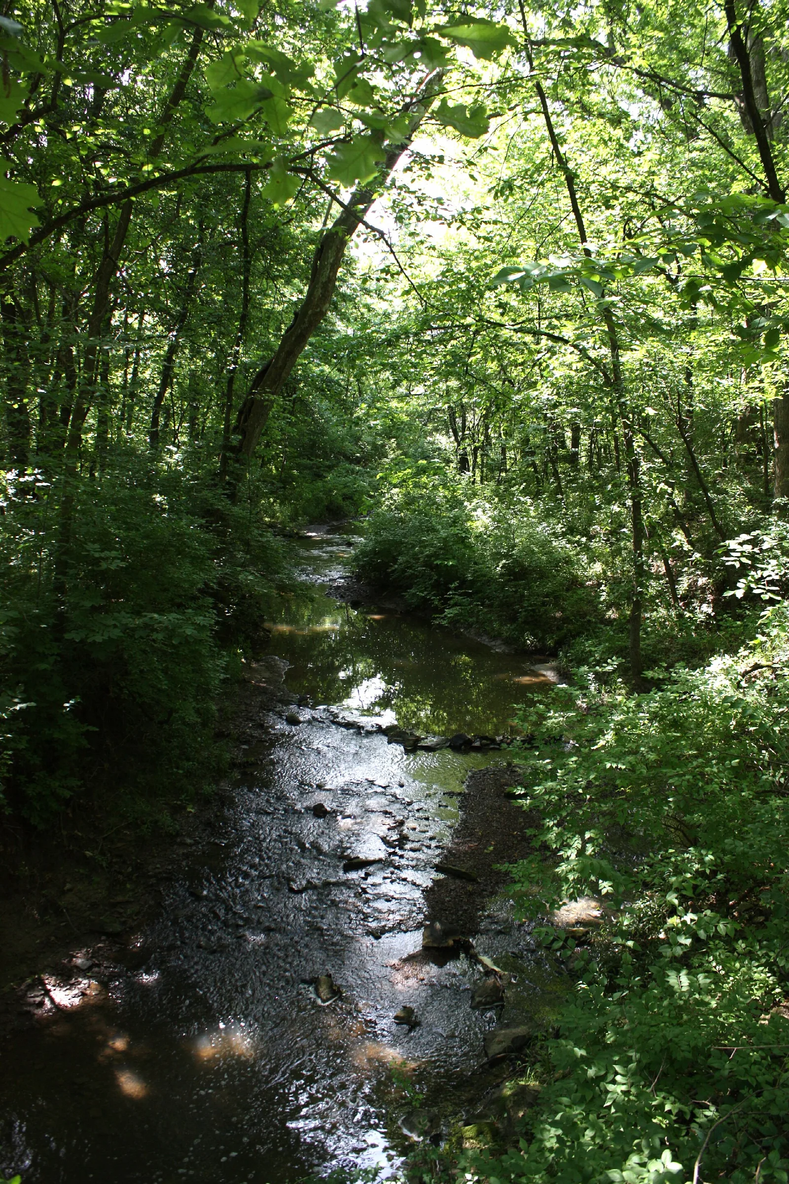 Small creek running through green woods