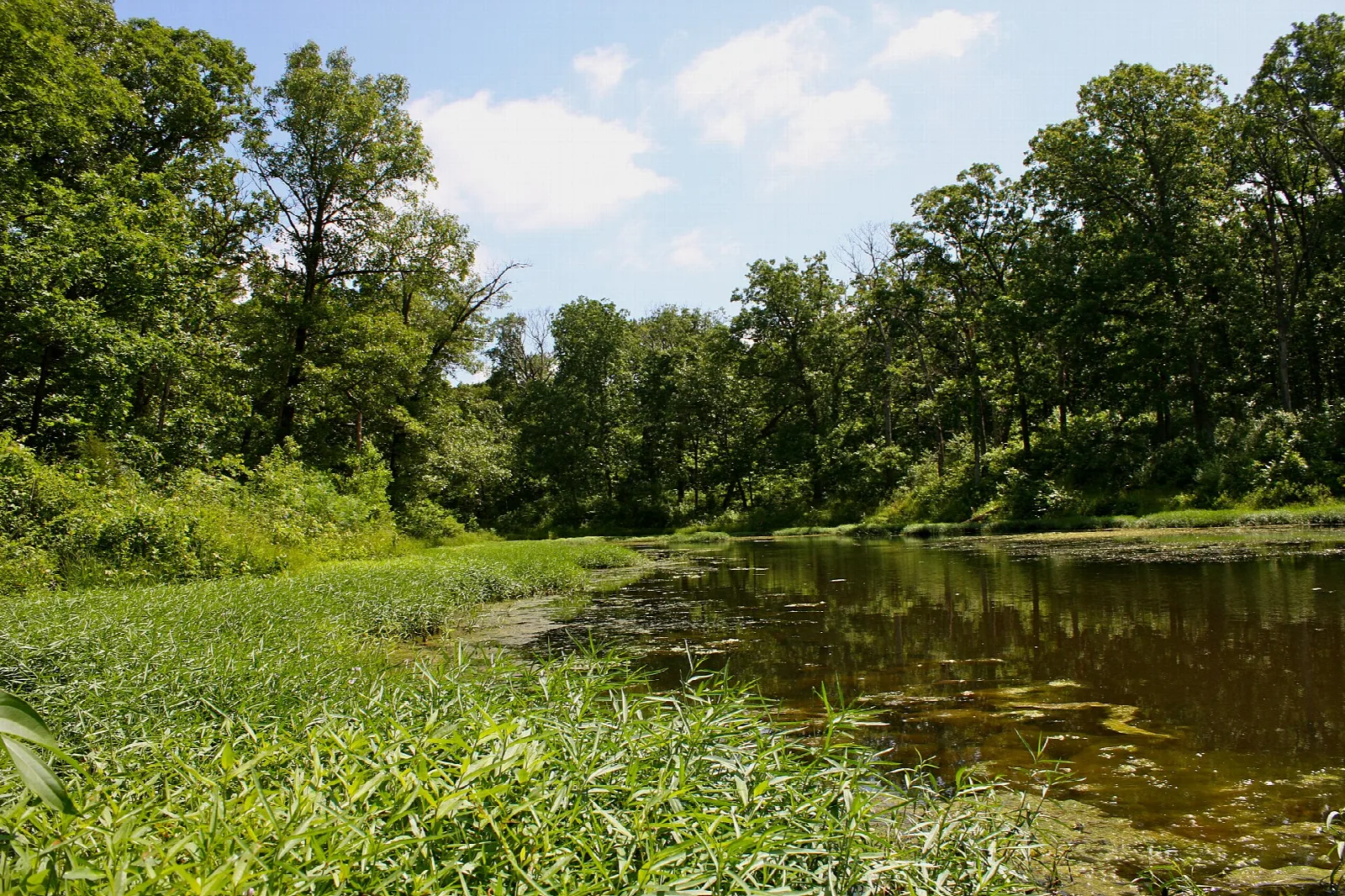 Pond edge with green water plants and a tree-lined shore