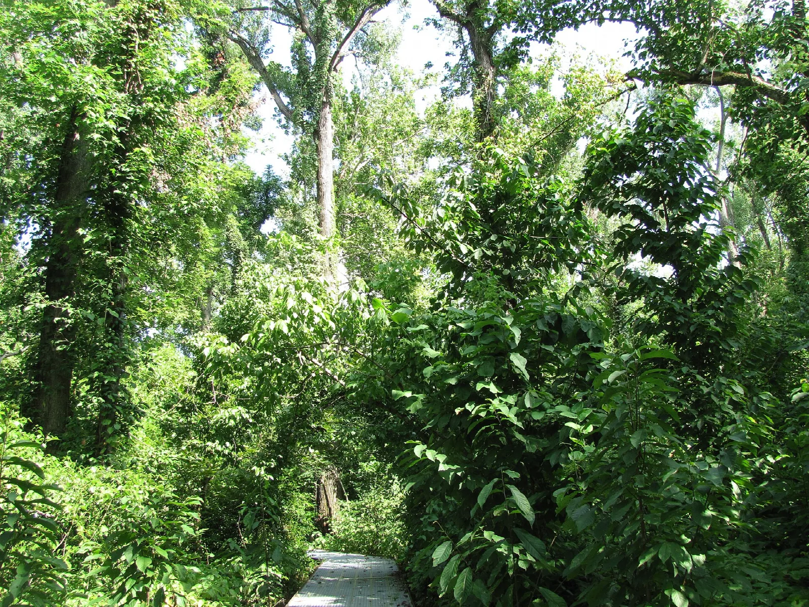 Tall leafy trees and vines along a distant boardwalk