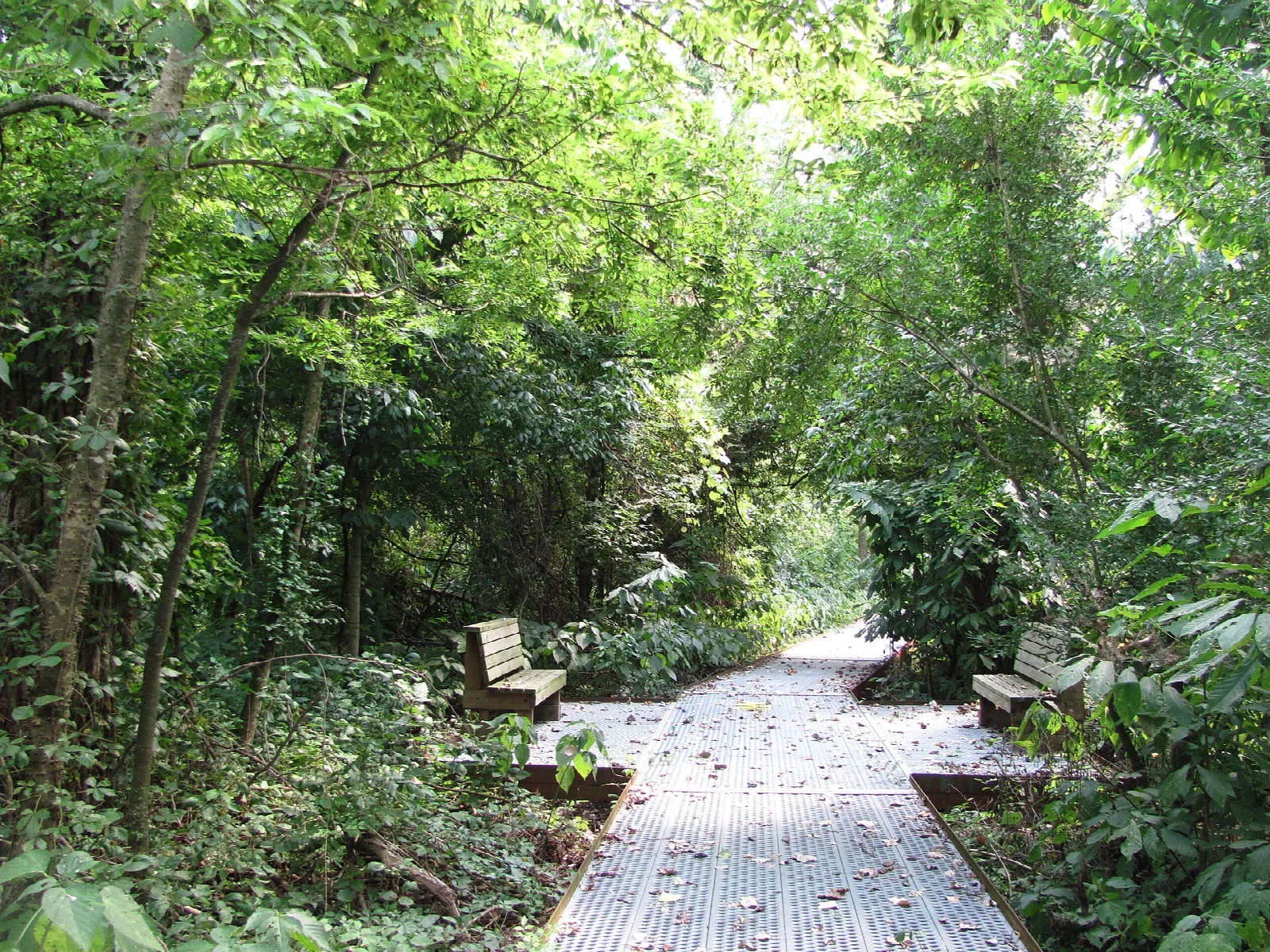Wooden boardwalk with benches running through dense green forest