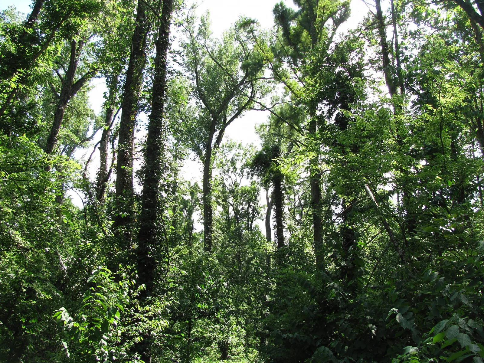 Tall slender trees with a thick green canopy