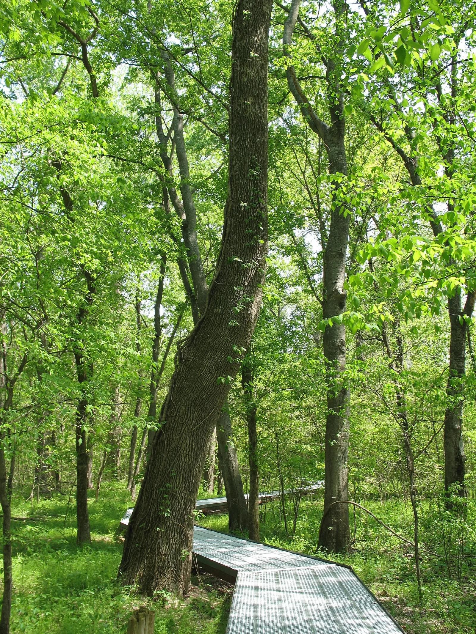 Boardwalk curving past a large tree trunk in green forest