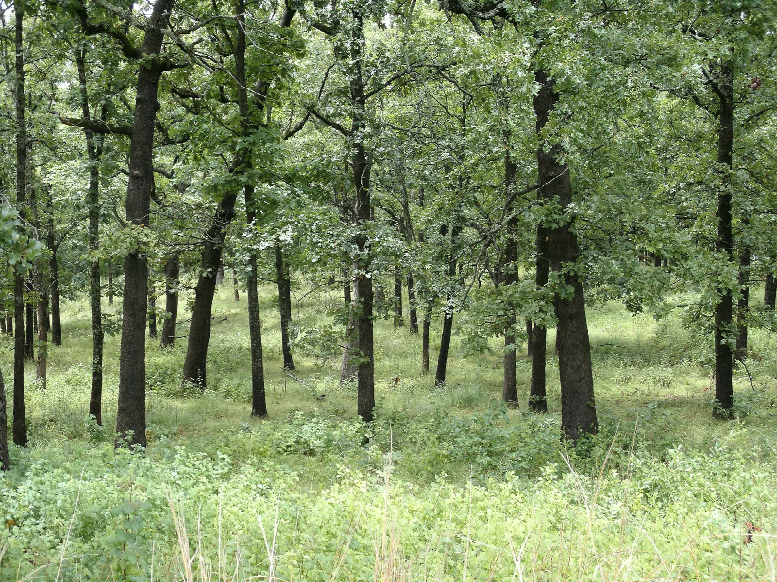 Open green woodland of tall trees
