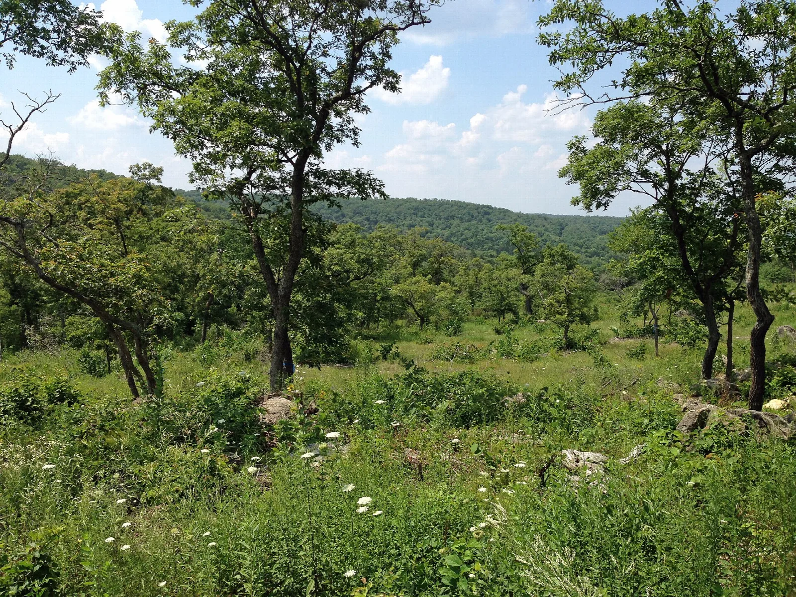 Grassy restored glade with scattered trees and wooded hills behind