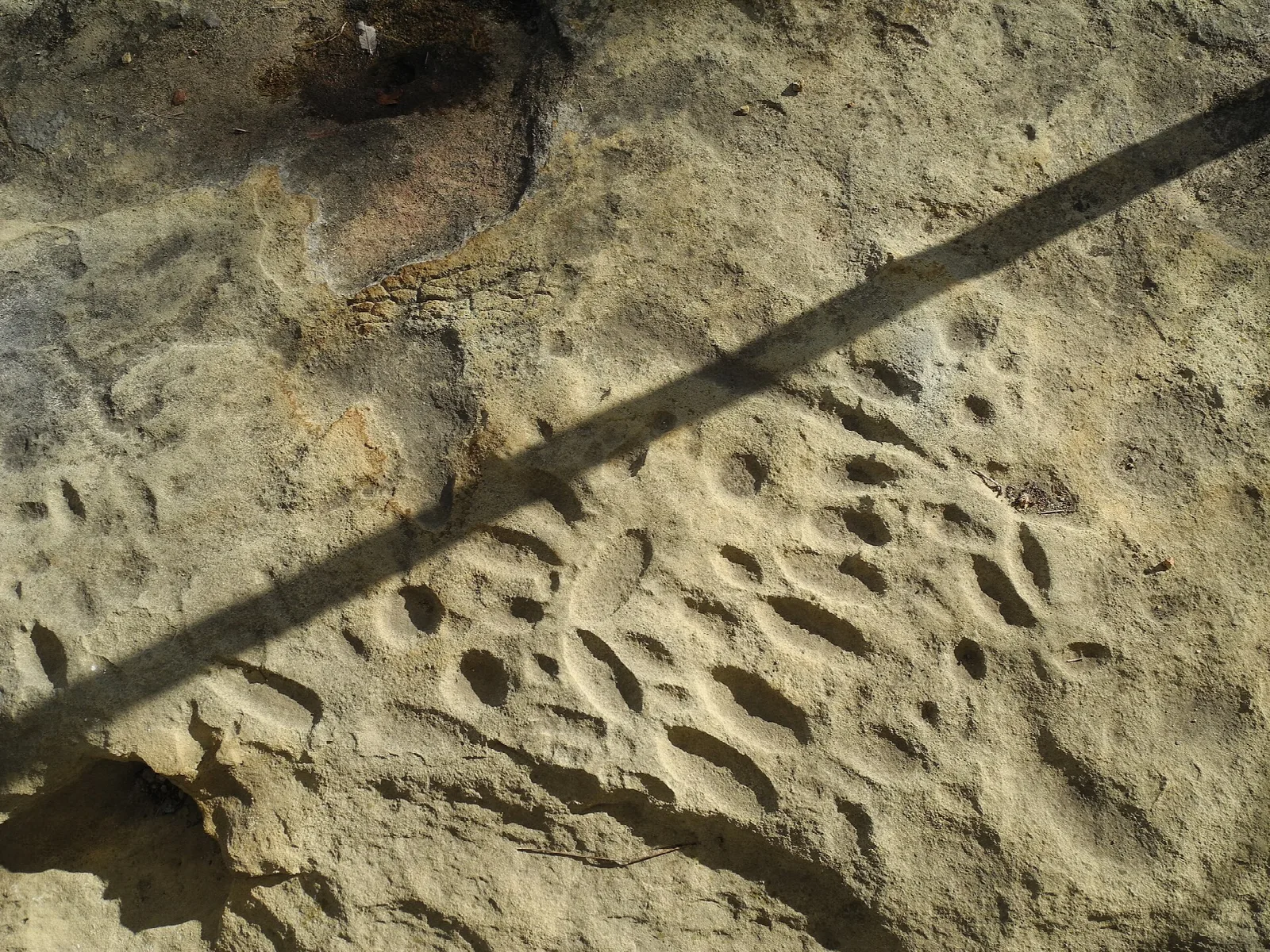 Close view of carvings pecked into tan sandstone
