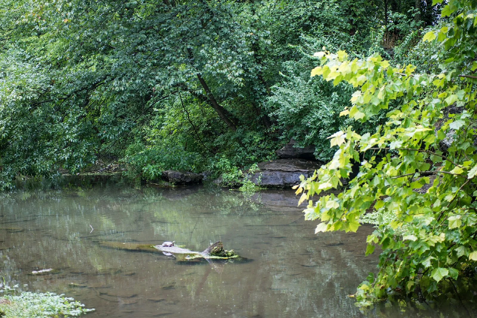Still green pool shaded by leafy trees