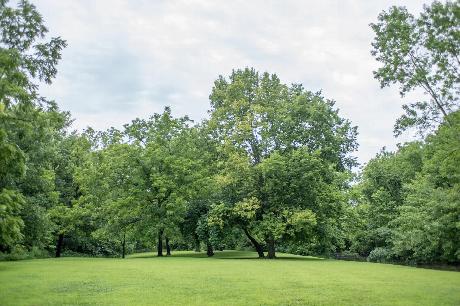 Open green lawn with large shade trees under a cloudy sky