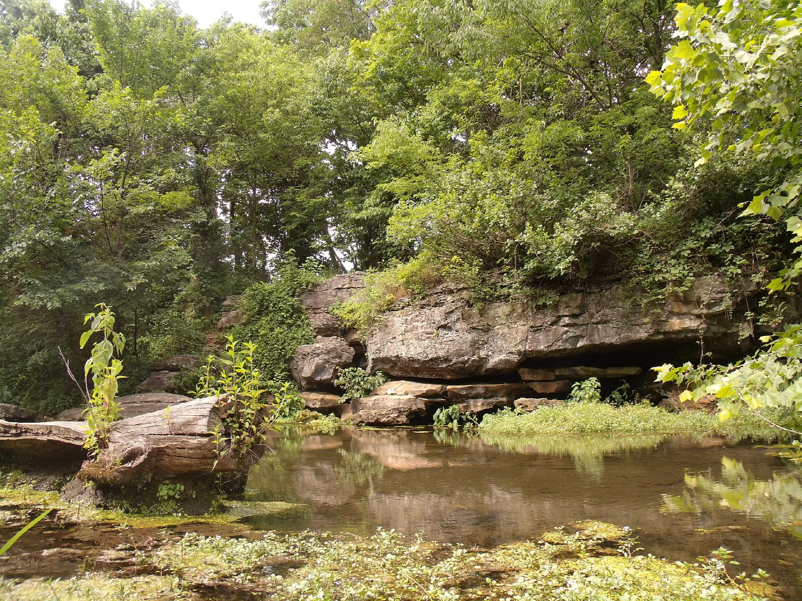 Rock ledge above a pool of water among green trees