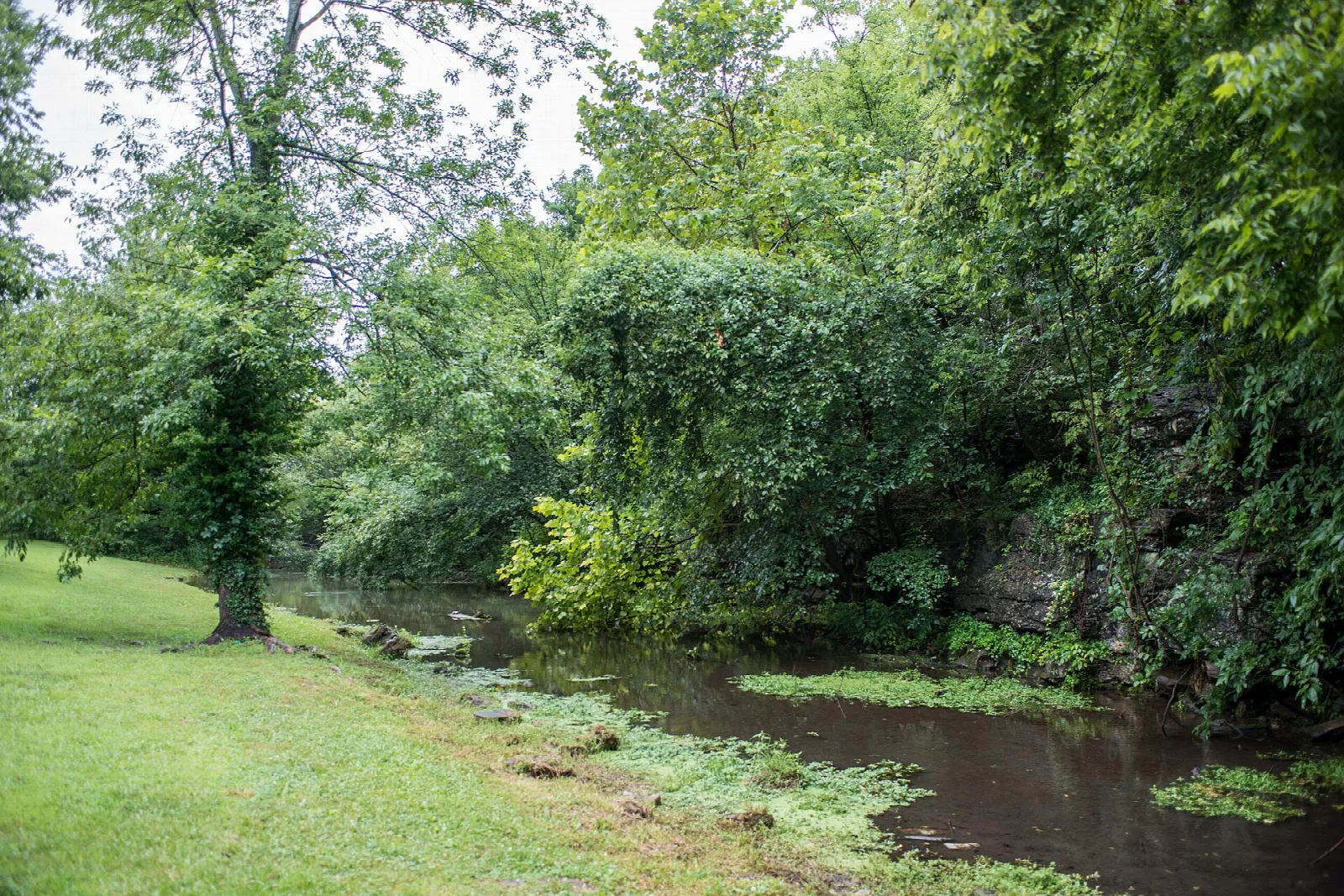 Grassy bank beside a slow creek with dense green growth