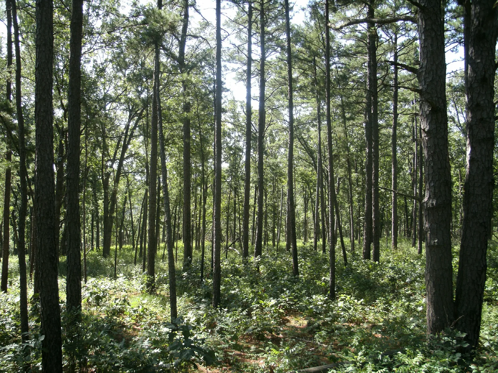 Tall straight pines in open green woodland