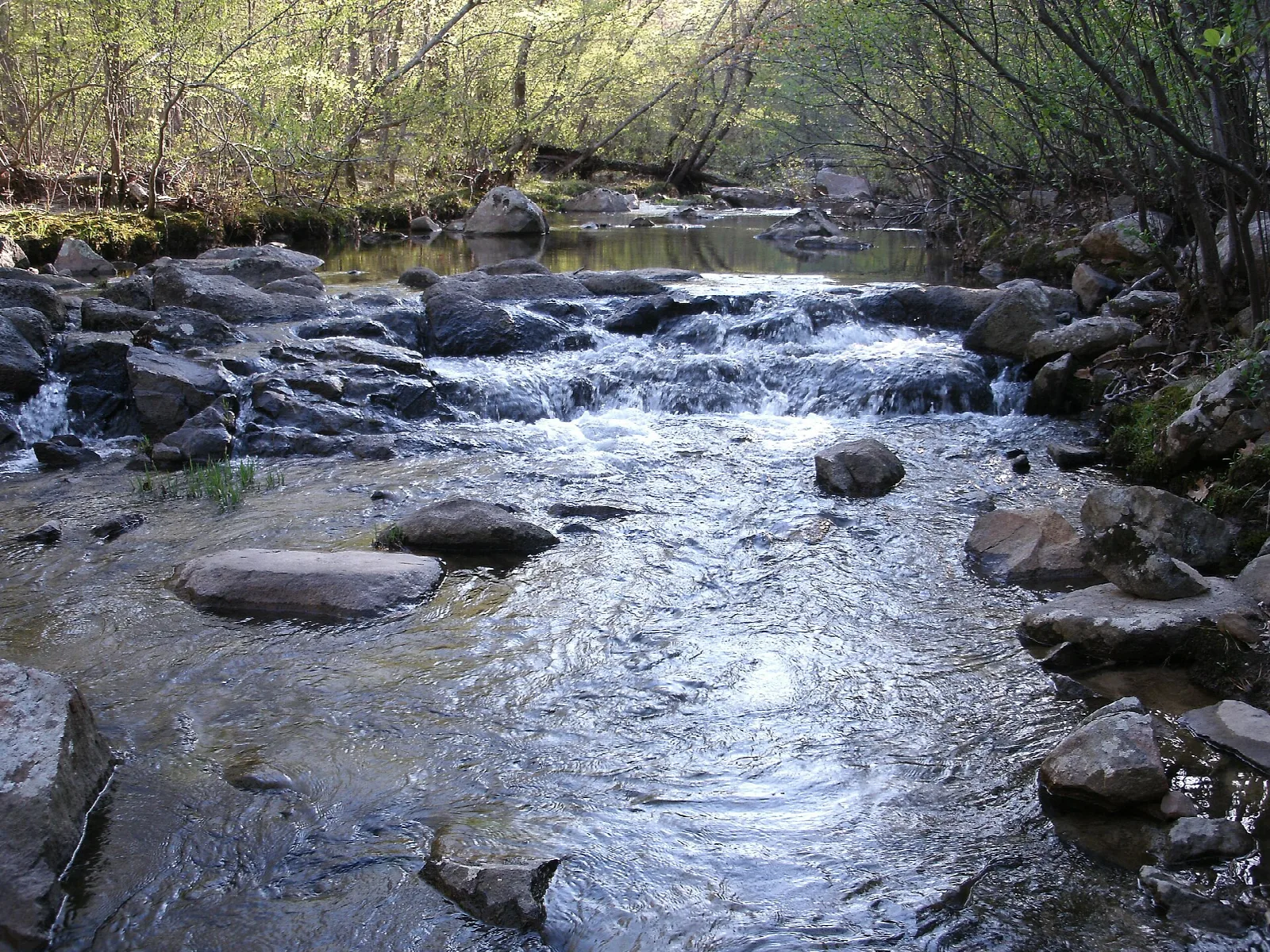 Shallow rocky creek with a small cascade among trees