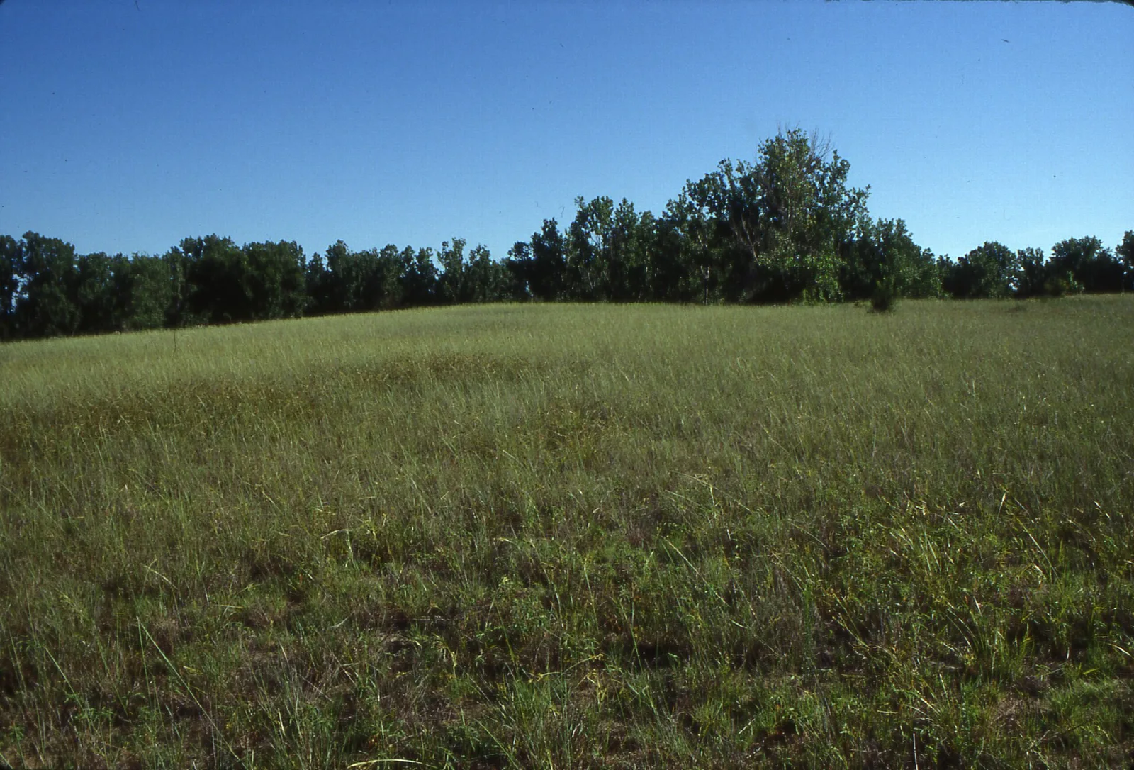 Open grassy field with a tree line beyond under a blue sky