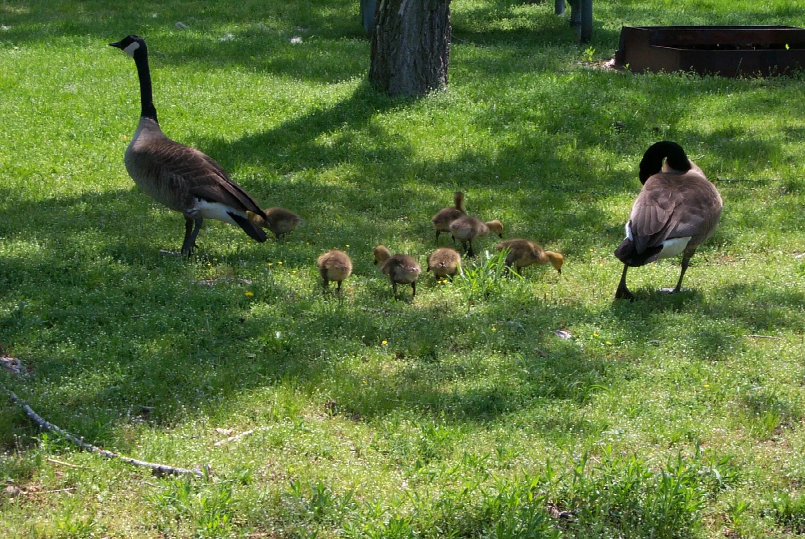 Two Canada geese and goslings on a lawn