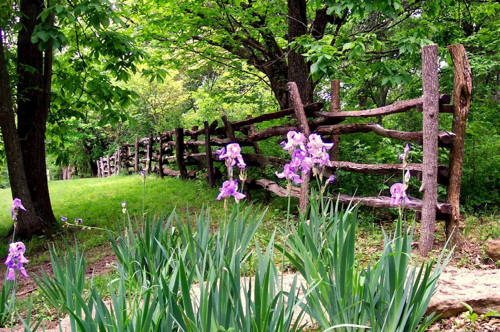 Purple irises beside a split-rail fence under trees