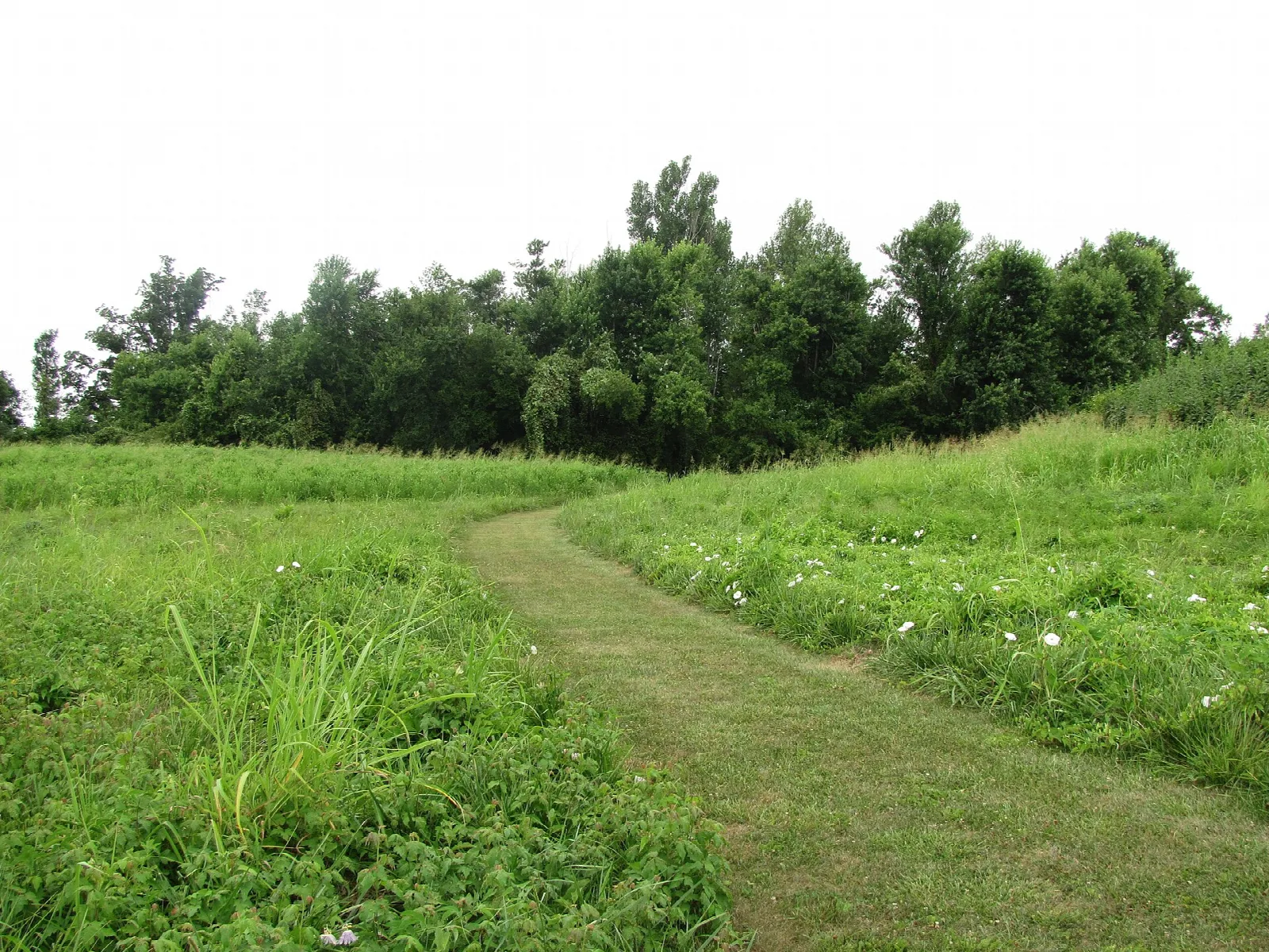 Mown path through tall green grass toward a line of trees