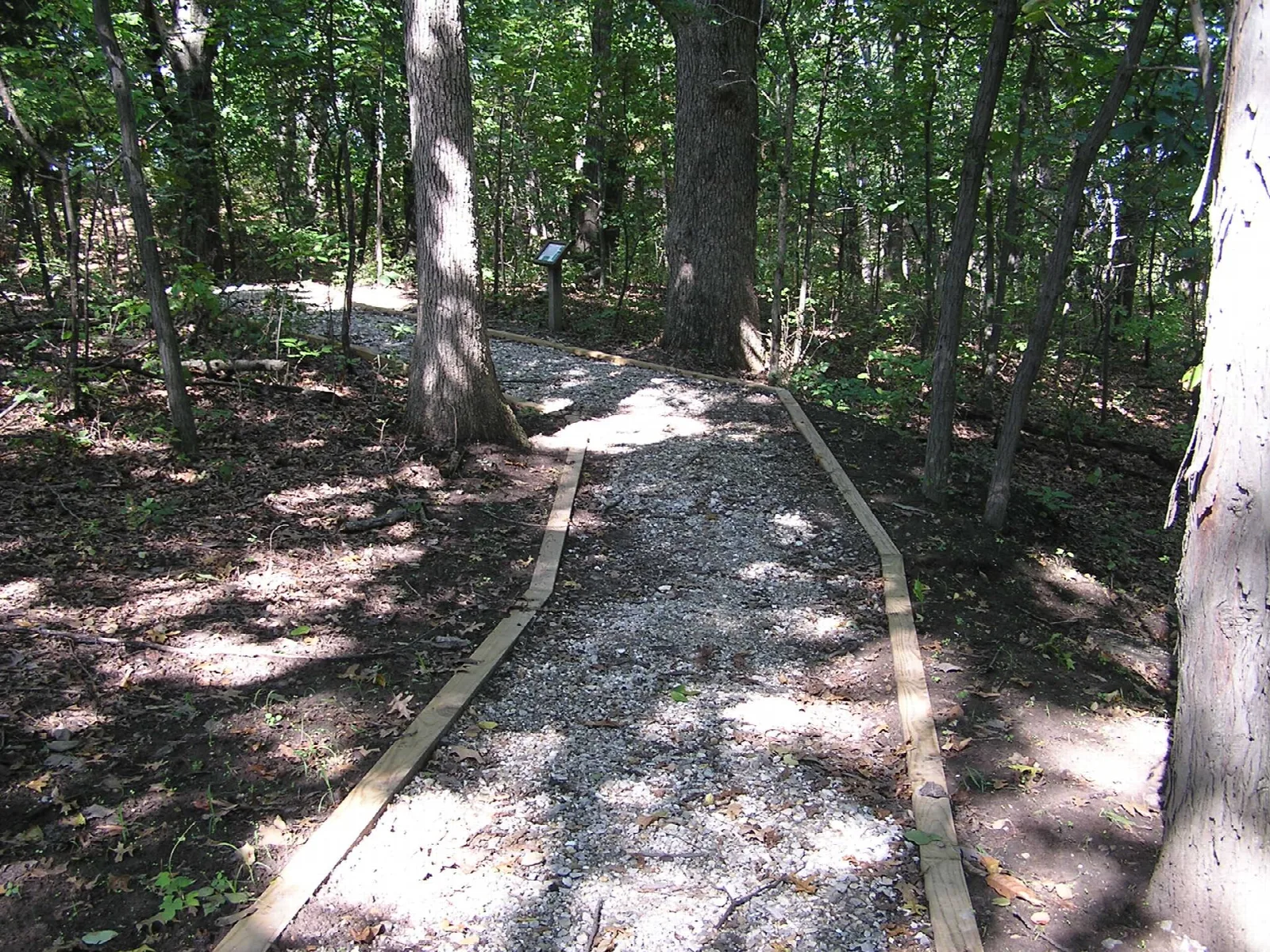 Gravel path edged with boards winding through shady woods