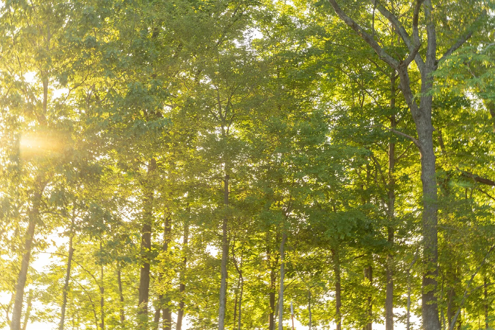 Tall trees with sunlight streaming through yellow-green leaves