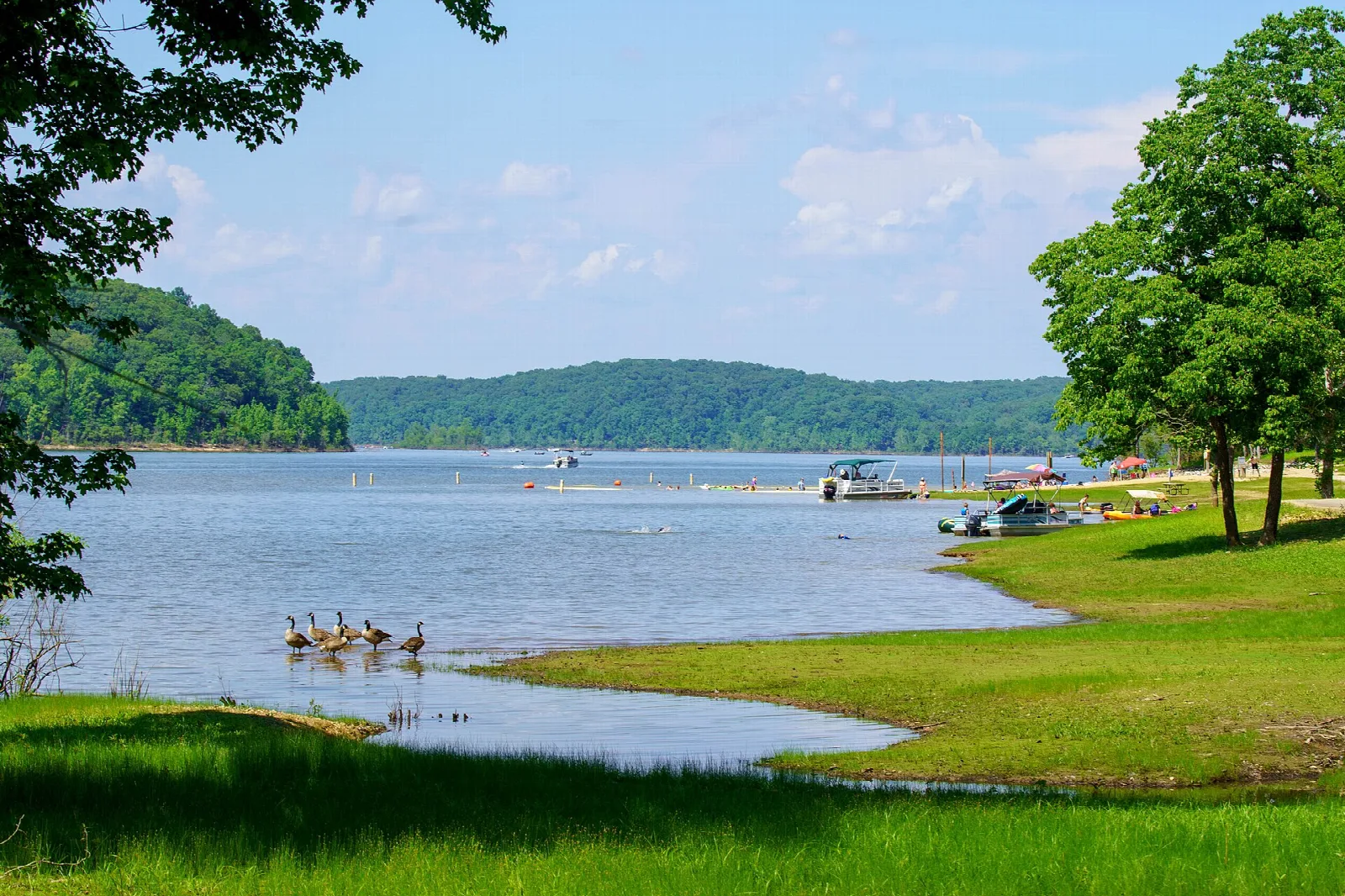 Lake shore with green grass, geese and boats near a wooded hillside