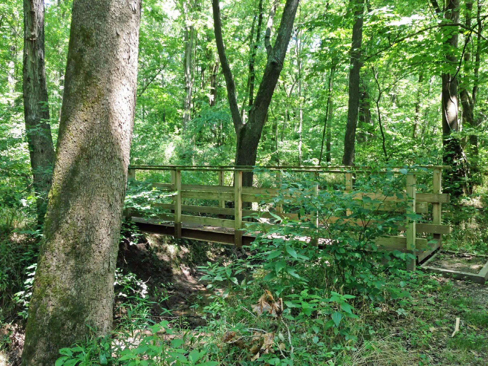 Wooden footbridge on a trail in green woods