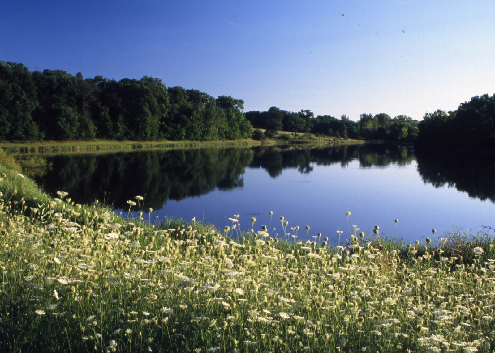 Calm river bend with wildflowers in the foreground and wooded far bank