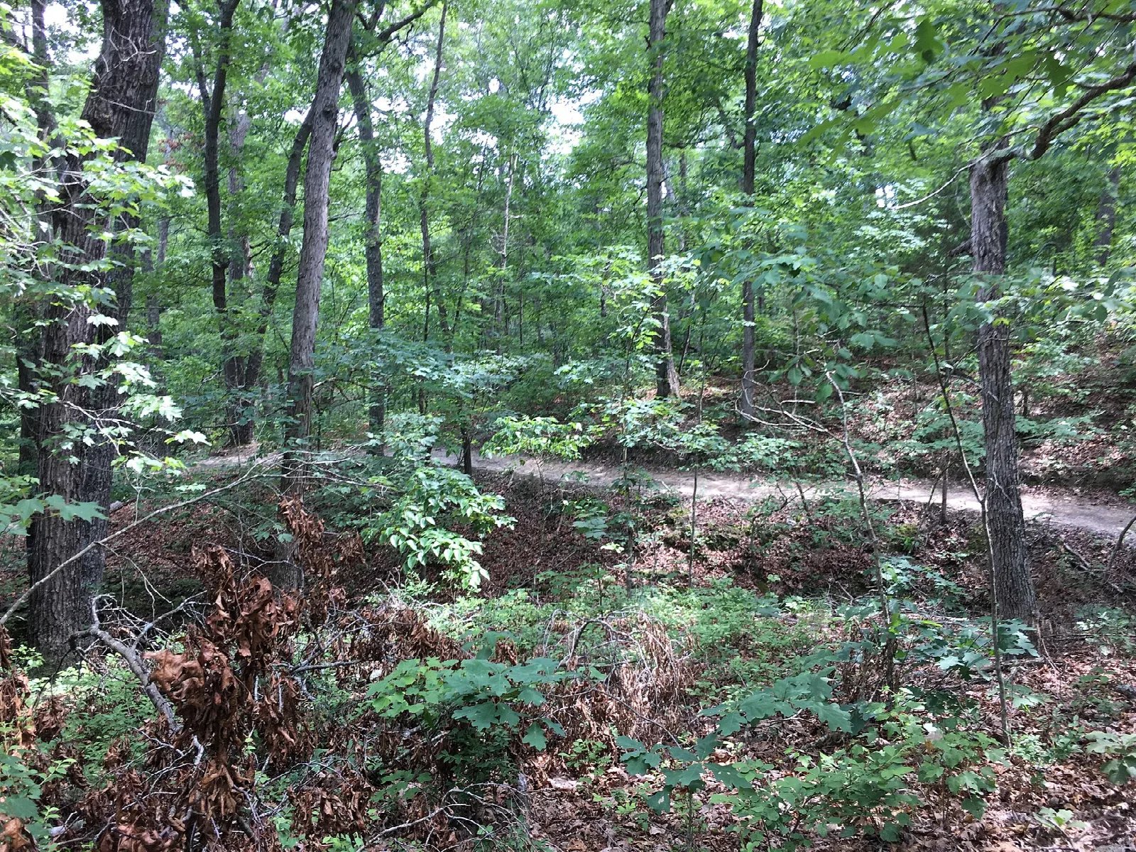 Dirt trail through summer woods with leafy undergrowth