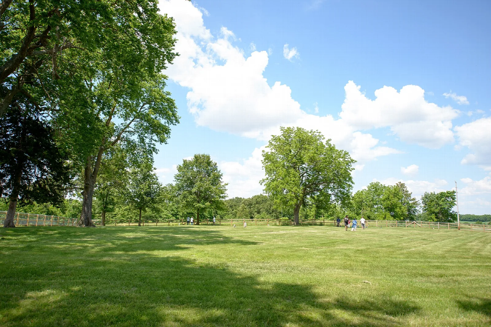 Open grass field with scattered large trees under a blue sky with clouds