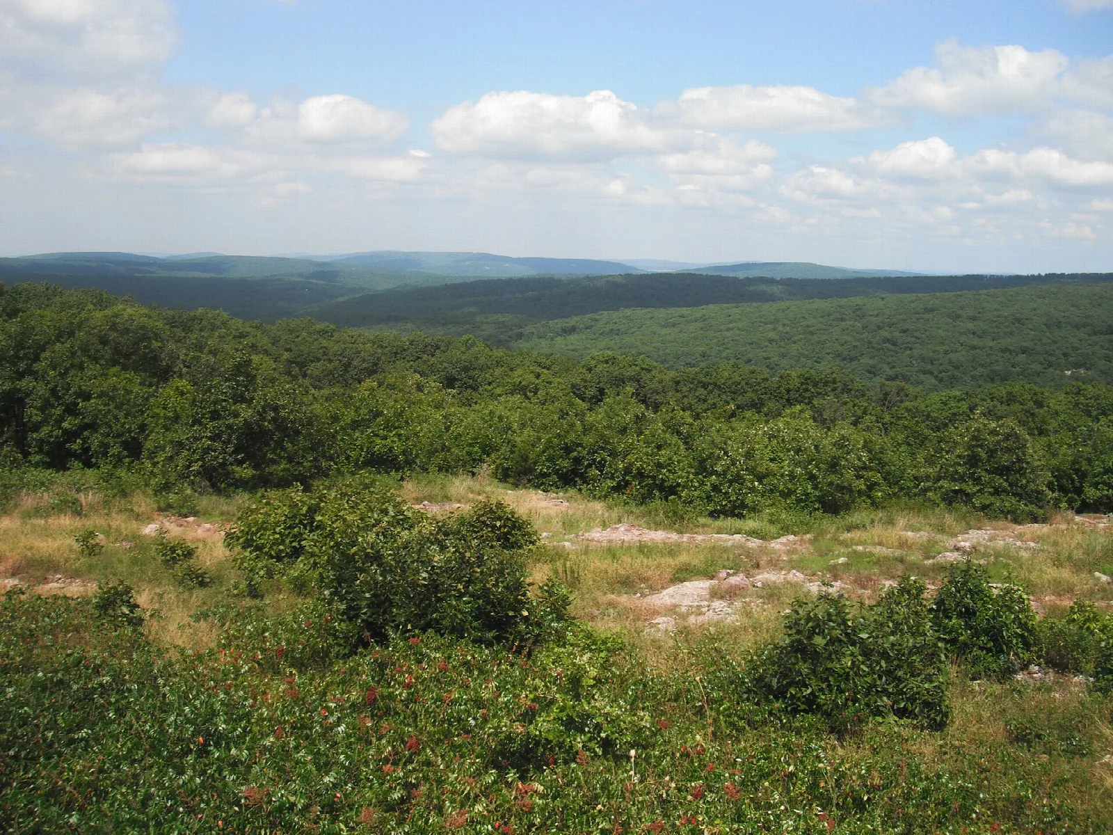 Rolling forested mountains seen from a grassy glade